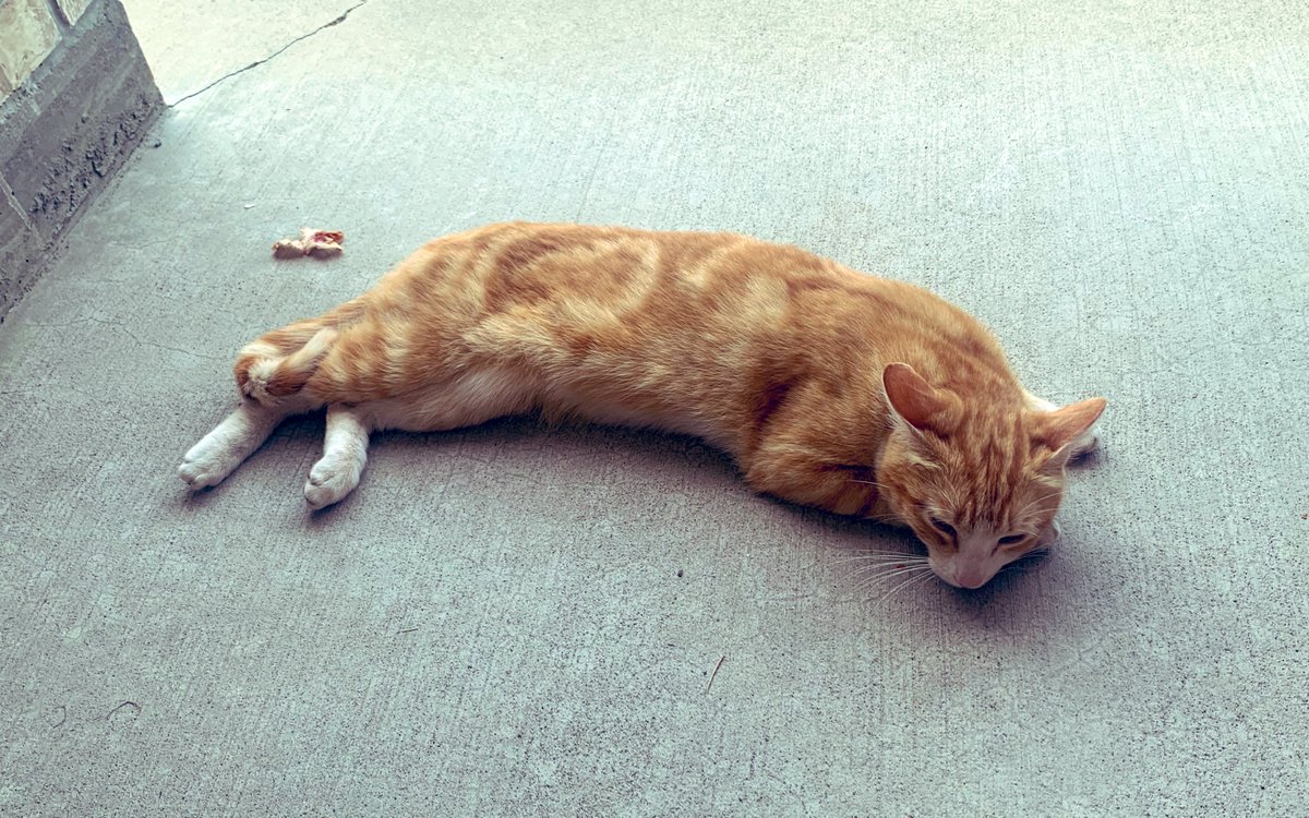 FugaciousOne's tweet photo. Goodbyes are always hard, very hard… No matter how good they are for everyone but separation still hurts. Have never met such an affectionate cat ever, and happy that he’s with a family that can give him the love he deserves
#Missing_Him 😢
#Wish_We_Could_Keep_Him https://t.co/IL4MxhOuCR