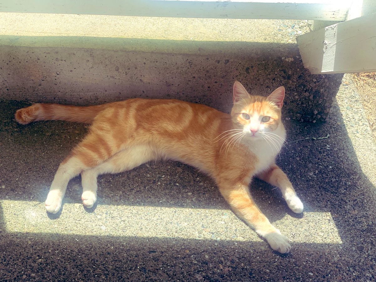 FugaciousOne's tweet photo. Goodbyes are always hard, very hard… No matter how good they are for everyone but separation still hurts. Have never met such an affectionate cat ever, and happy that he’s with a family that can give him the love he deserves
#Missing_Him 😢
#Wish_We_Could_Keep_Him https://t.co/IL4MxhOuCR