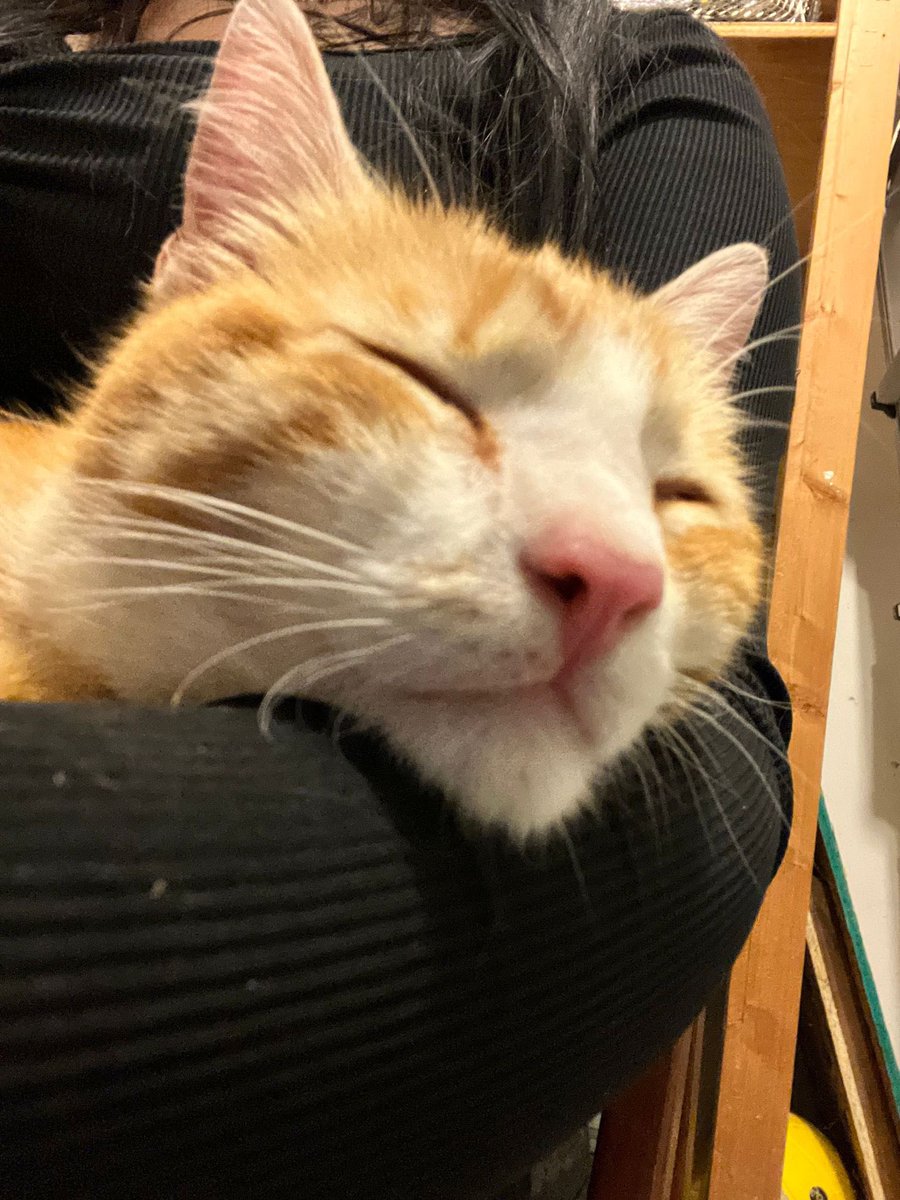 FugaciousOne's tweet photo. Goodbyes are always hard, very hard… No matter how good they are for everyone but separation still hurts. Have never met such an affectionate cat ever, and happy that he’s with a family that can give him the love he deserves
#Missing_Him 😢
#Wish_We_Could_Keep_Him https://t.co/IL4MxhOuCR