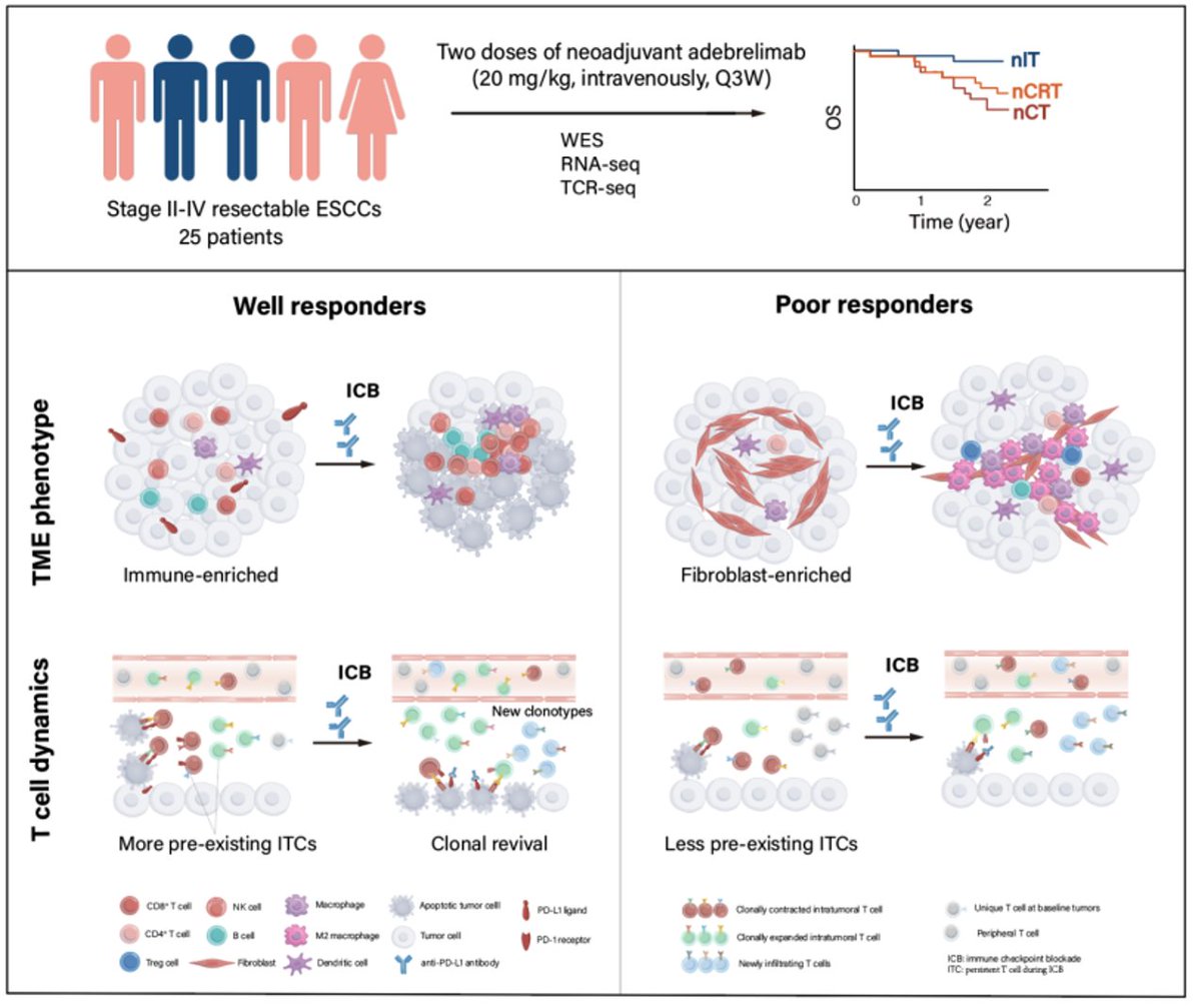 TheBgiGroup's tweet image. Clinical research co-led by BGI-Research demonstrated the safety and feasibility of a neoadjuvant immunotherapy anti-PD-L1 medication #Adebrelimab for patients with locally advanced esophageal squamous cell carcinoma. bit.ly/3rIHrHe #EsophagealCancer #ESCC