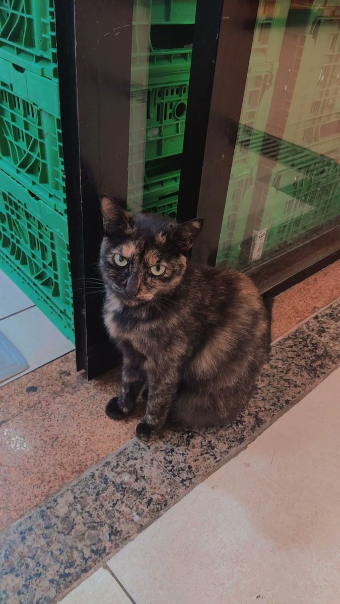 nutrigata's tweet photo. cuidado com o golpe: essa gatinha fica com cara de sofrida na porta do sao luiz do benfica. comprei um sachê pra ela no pet que tem lá na frente pq fiquei com pena e eles disseram que ela já era conhecida lá e tem até sabor preferido https://t.co/1P0sgunhFR