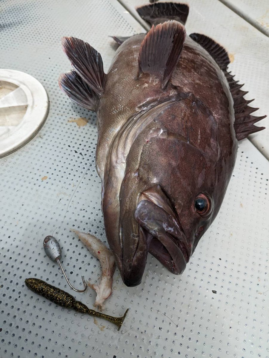 bait_breath's tweet photo. T.T.SHAD4inが今年も炸裂‼️
60cm 4kgクラス #ttshad #ベイトブレス https://t.co/OLVE8VWHj3