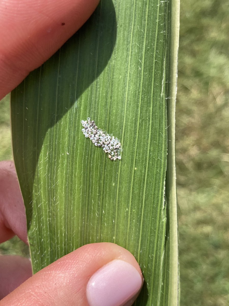 Chasitie Euler tweet media