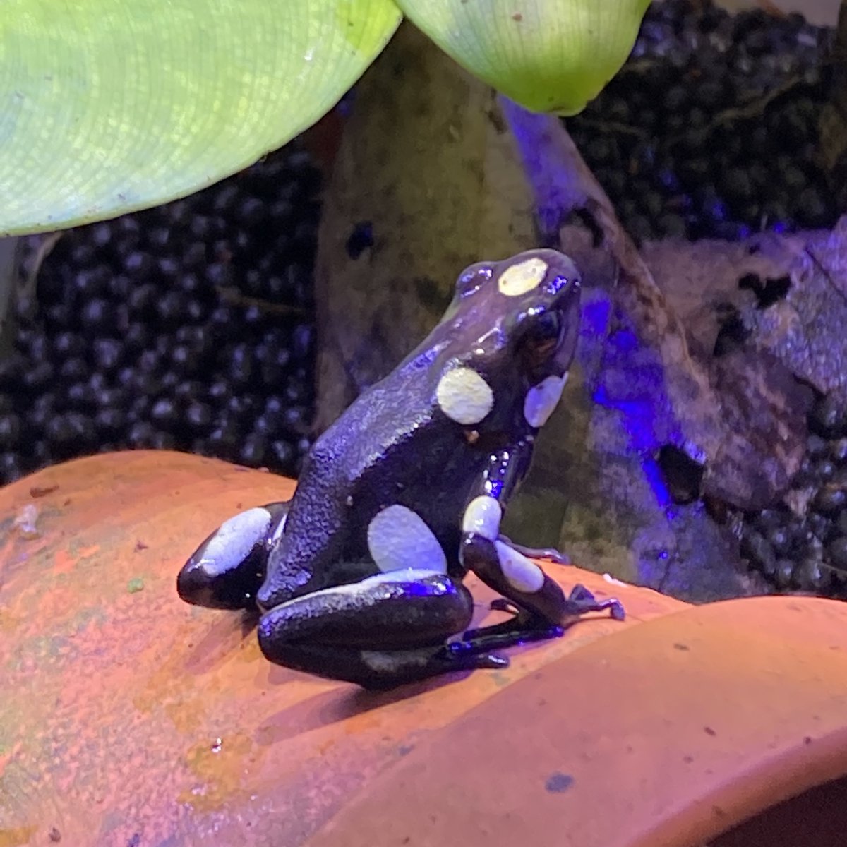 またまたヤドクガエルに追加入荷がありました🐸💎 チャーム初入荷の #ハイユウヤドクガエル、#リマニーヤドクガエル 等が入荷！ 特にハイユウ ヤドクガエルは今回複数のモルフが入荷しております 販売開始までもう少しお待ちください！ 上記以外も多種、館林店にて取り扱い ..., image size:1200x1200