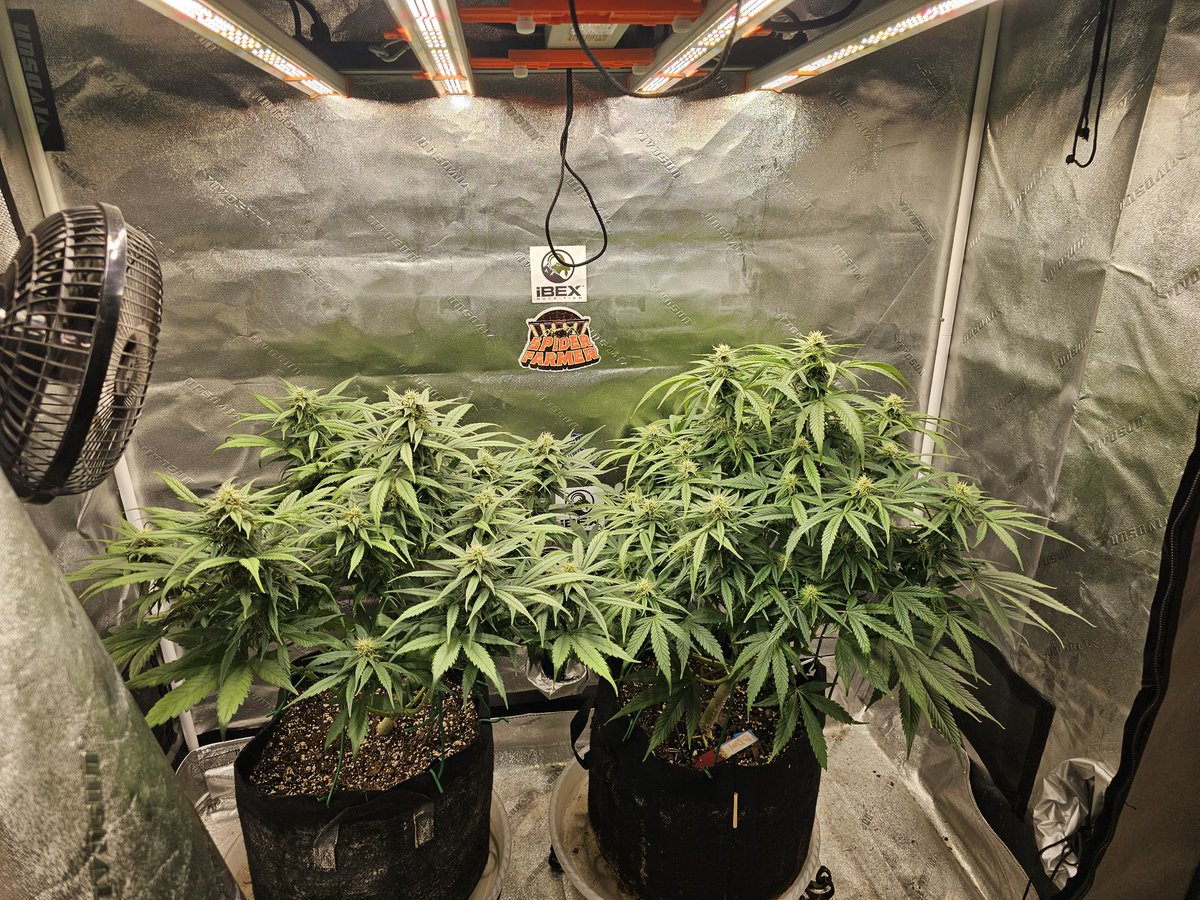 The autos in the 2x4 Under the <a href="/spiderfarmerled/">Spider Farmer LED</a> SE3000 getting curvy 🤘😁
#growyourown #spiderfarmer
#goatnutes #CannabisCommunity
#CannaLand #Weedmob #StonerFam