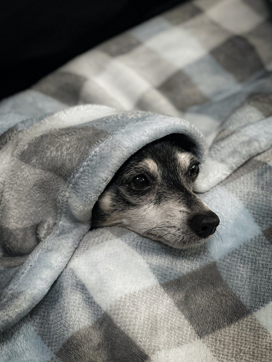 DogsStoreO tweet picture