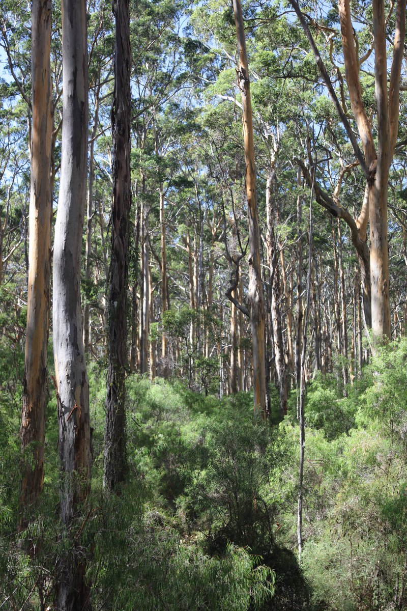 SWALSCNoongar's tweet photo. Today is National Tree Day 🌳Caring for country is important for Noongar culture, and tree planting is vital for preserving Noongar land.

Join @PlanetArk in planting one million native trees: https://t.co/QbKp8zJIWg #NationalTreeDay #Noongar https://t.co/YXX5bjZqok