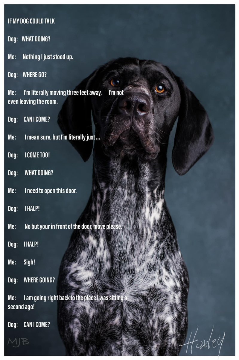 EricLeikam's tweet image. This is so like my dog! #germanshorthairedpointer #gsp
