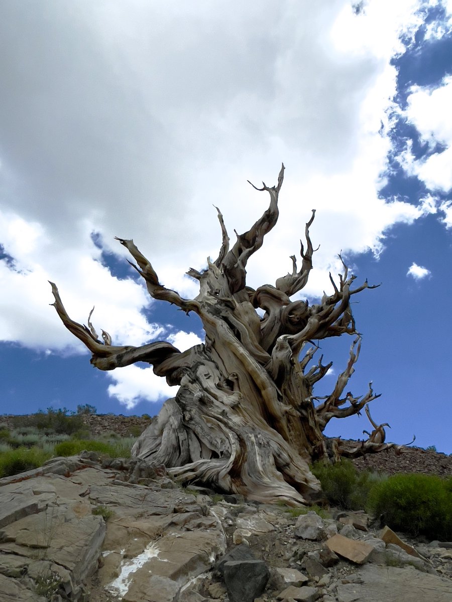 tripleMMeaning's tweet photo. The Ancient Bristlecone Forest is my Mecca and this was my annual pilgrimage.
Except, technically I have been four times in the last year. There was a lot to unload. 1/4
#Route395 #AncientBristlecones https://t.co/Ok1iTn57t7