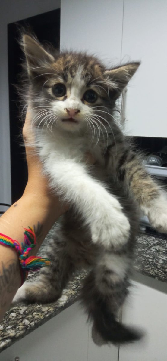 BoloFalquez's tweet photo. Thor!!! Este gatito llevaba llorando 4 días hasta que pudimos localizarlo y lo cogió mi hija, ya es un nuevo miembro de la familia.  PD: Miserables de mierda, si no te gustan los animales simplemente no los tengas para después abandonarlos. https://t.co/GnLu8wX2oP