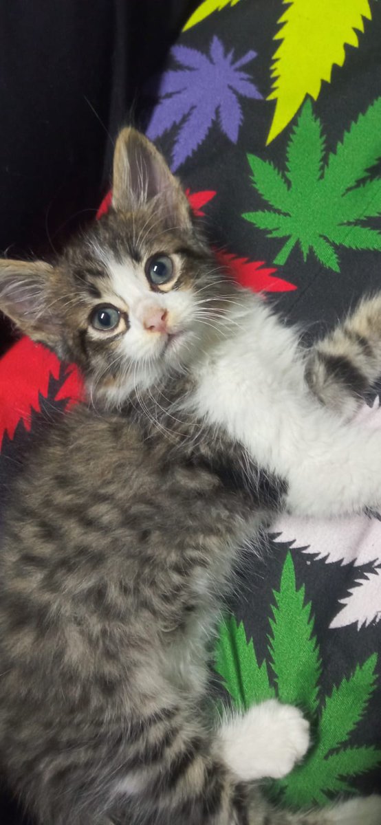 BoloFalquez's tweet photo. Thor!!! Este gatito llevaba llorando 4 días hasta que pudimos localizarlo y lo cogió mi hija, ya es un nuevo miembro de la familia.  PD: Miserables de mierda, si no te gustan los animales simplemente no los tengas para después abandonarlos. https://t.co/GnLu8wX2oP