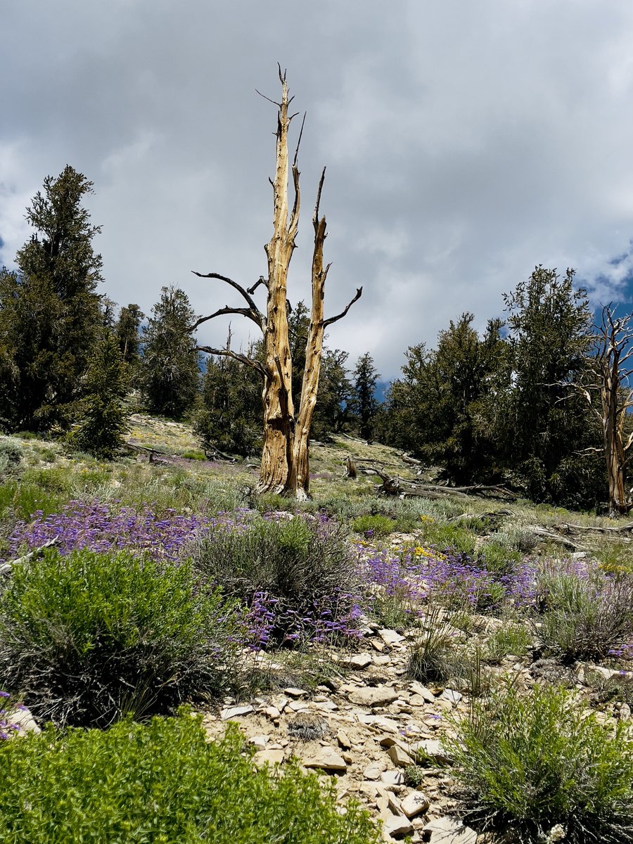 tripleMMeaning's tweet photo. I’ve been many, many times and have never seen this many flowers…or any flowers whatsoever in July. Thank you, super rainy season.
#Route395 #AncientBristlecones https://t.co/er6BkDPOxB
