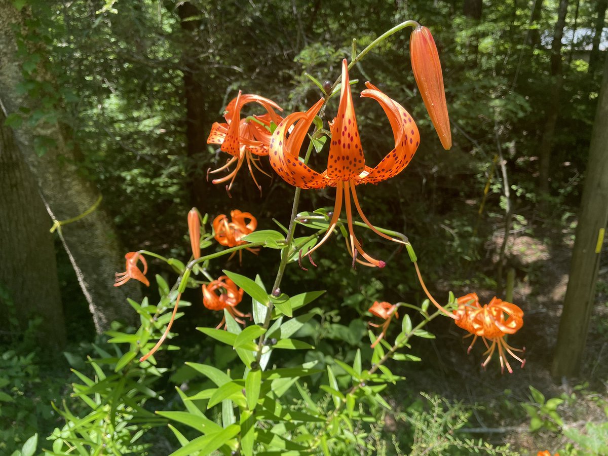 these #tigerlillies are going off at #LakeBurton