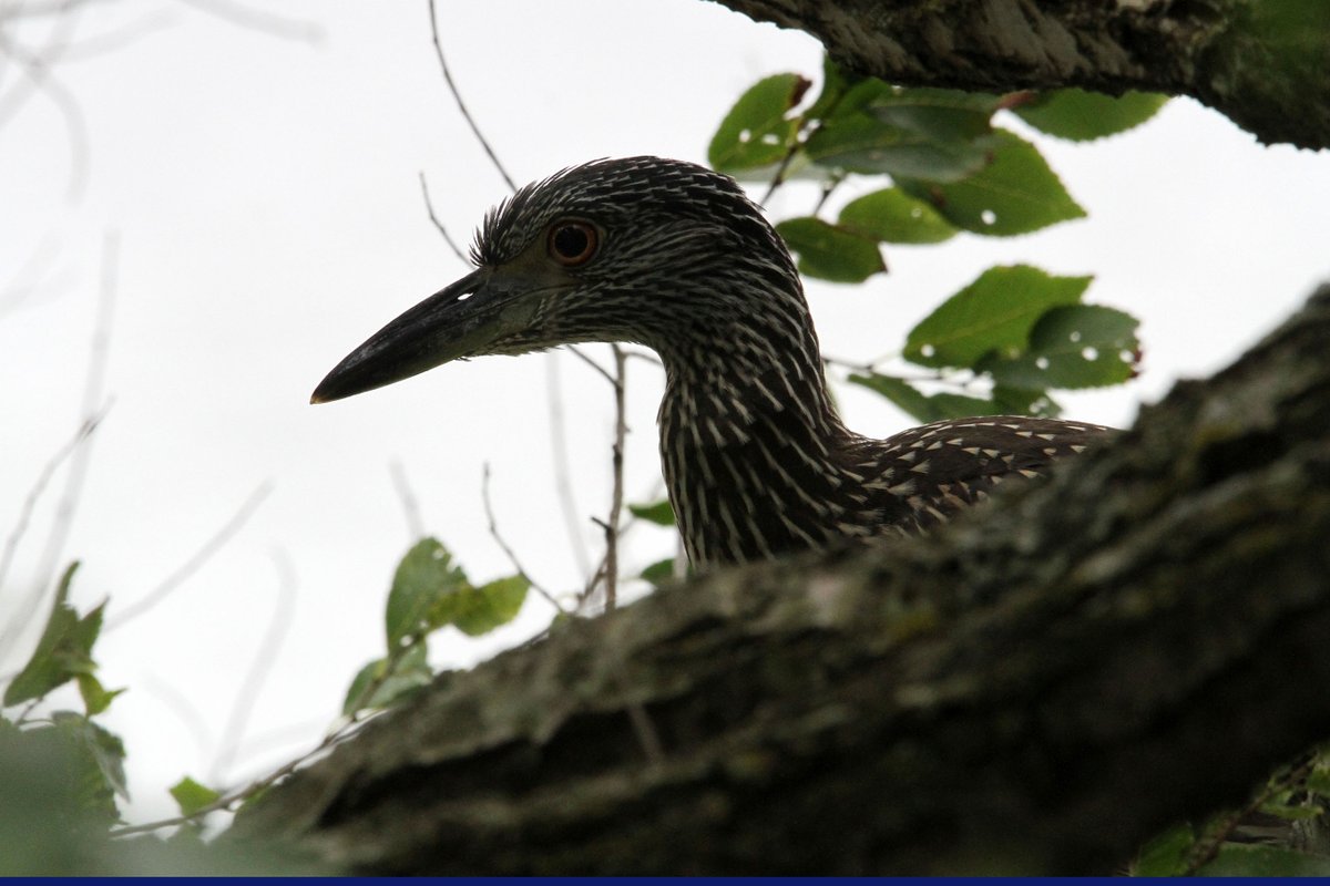 Night heron at Gloucester Point Beach. <a href="/BirdWatchDaily/">BirdWatchingMagazine</a> <a href="/VLMuseum/">Virginia Living Museum</a> <a href="/GloMtwsGJ/">Gazette-Journal</a> <a href="/gloquips/">GLOQuips Newsmagazine</a>