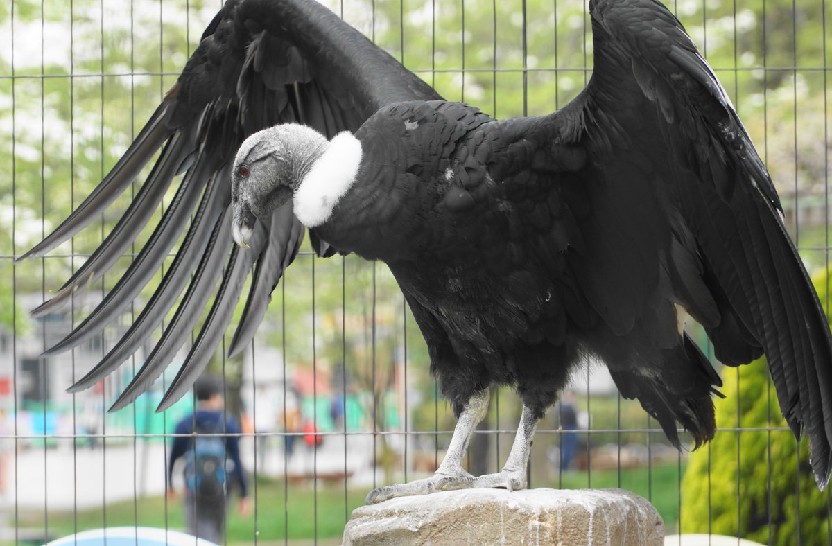 現存する鳥類の中で世界一大きいのはダチョウです。卵も巨大で鳥類だけ