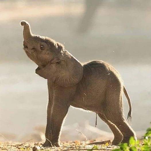 JTomCorVi's tweet image. Un pequeñín.