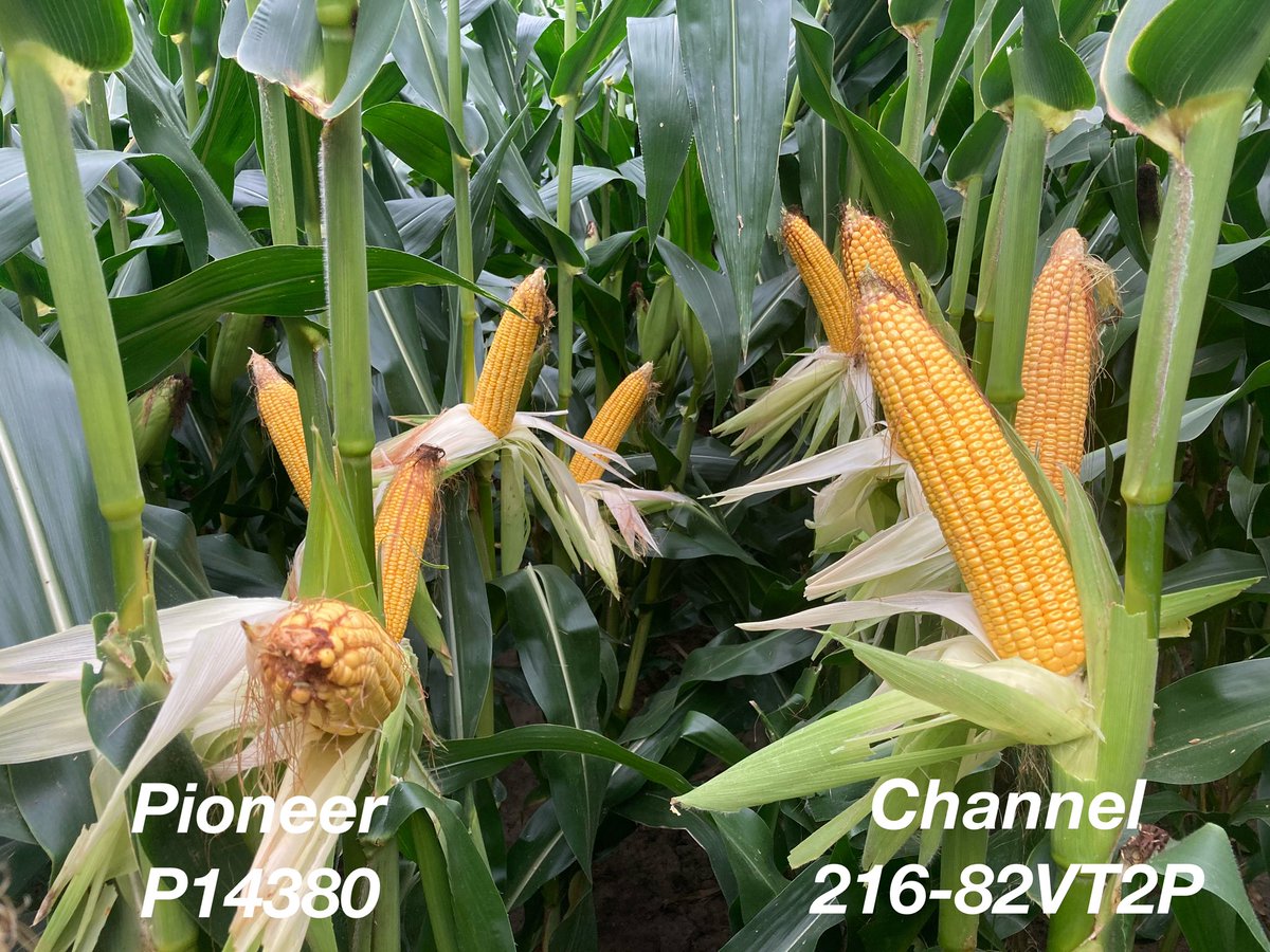 Alliance Ag Solutions (@allianceagsolu1) on Twitter photo Checking out <a href="/ChannelSeed/">Channel Seed</a> 216-82VT2P vs Pioneer P14380 under irrigation.
Love the consistency of 216-82 VT2P and how it responds to good management. Clear advantage in root strength kept 216-82 from root lodging like the competitive product.
<a href="/Channel_MO/">Channel Missouri</a> @BayerCornUSA Checking out <a href="/ChannelSeed/">Channel Seed</a> 216-82VT2P vs Pioneer P14380 under irrigation.
Love the consistency of 216-82 VT2P and how it responds to good management. Clear advantage in root strength kept 216-82 from root lodging like the competitive product.
<a href="/Channel_MO/">Channel Missouri</a> @BayerCornUSA
