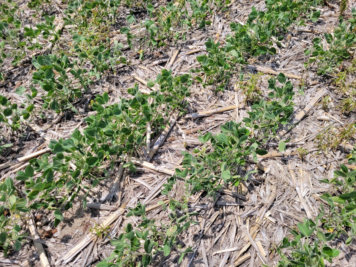 Soil sampling in SD and NE IA last week.  Getting to the "root" of the problem with Bio S.I. Technology!  Not your typical microbes.....
#AgTwitter
