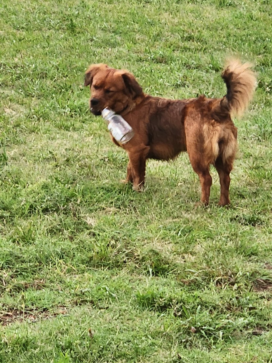 bolson420's tweet photo. @CervezaModeloMX My dog, dawg https://t.co/aTyIGfimqV