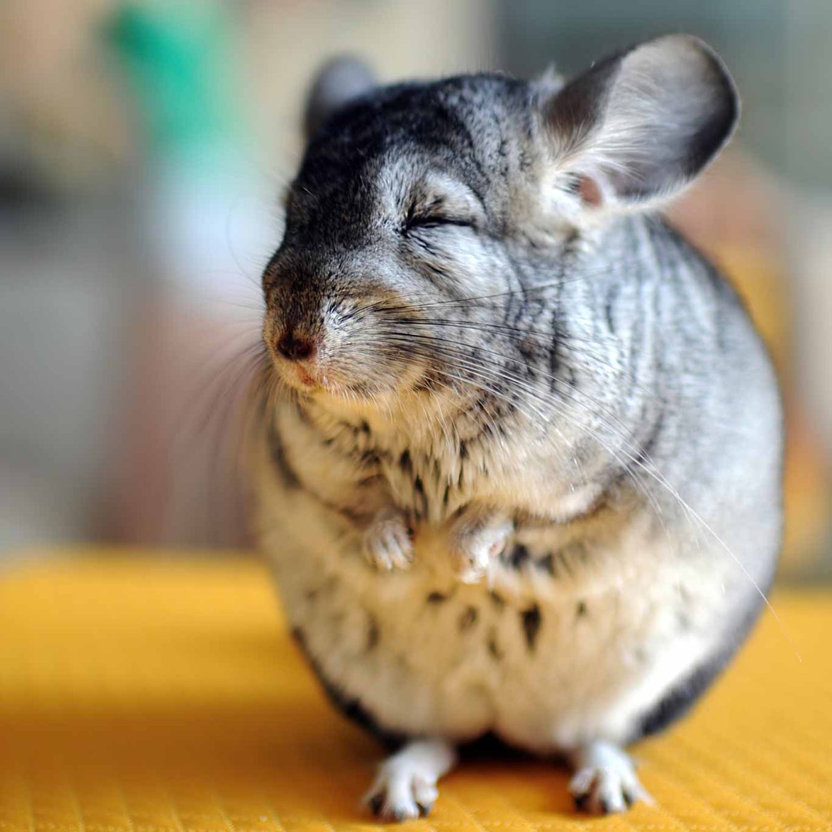 Chinchilla Every Hour (and a half) tweet media