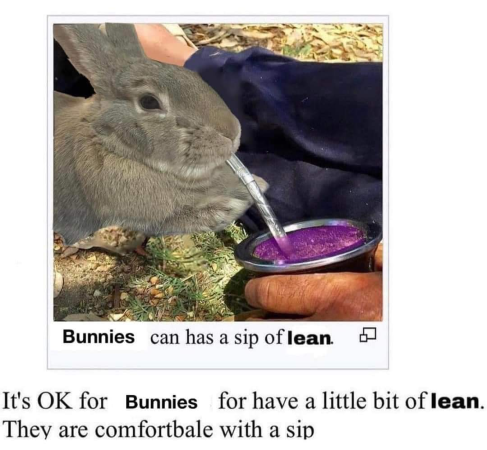 mischiefanimals's tweet photo. gn bunny bros https://t.co/NGMrft1XDC