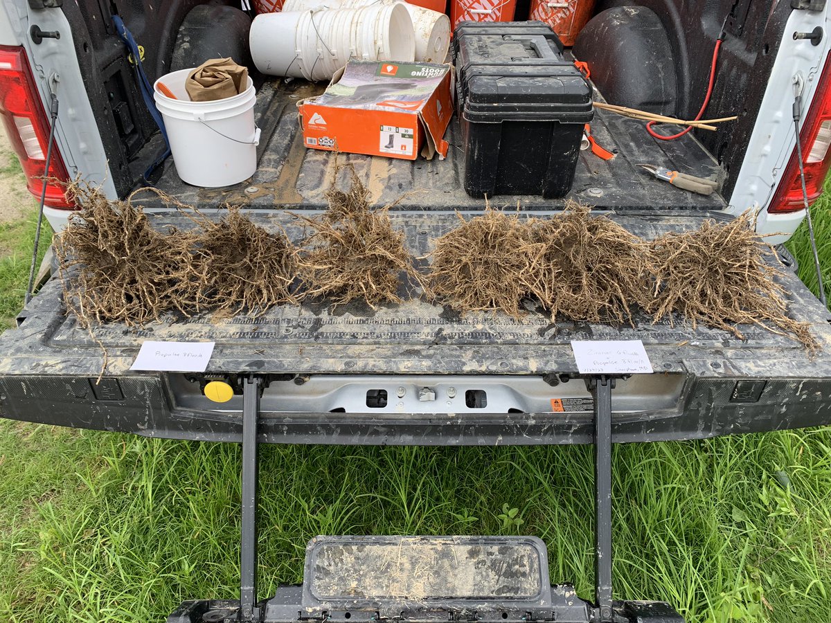 PyetheBioGuy's tweet photo. Zironar Biofungicide/Bionematicide in combo with Propulse (right) vs Propulse alone today in Sharptown, MD. This was in sandy soil with heavy nematode pressure rotating between corn and melons. Lots of healthy root hairs in the combo. Will be interesting to see how it yields. https://t.co/iH8wL9Mk7B