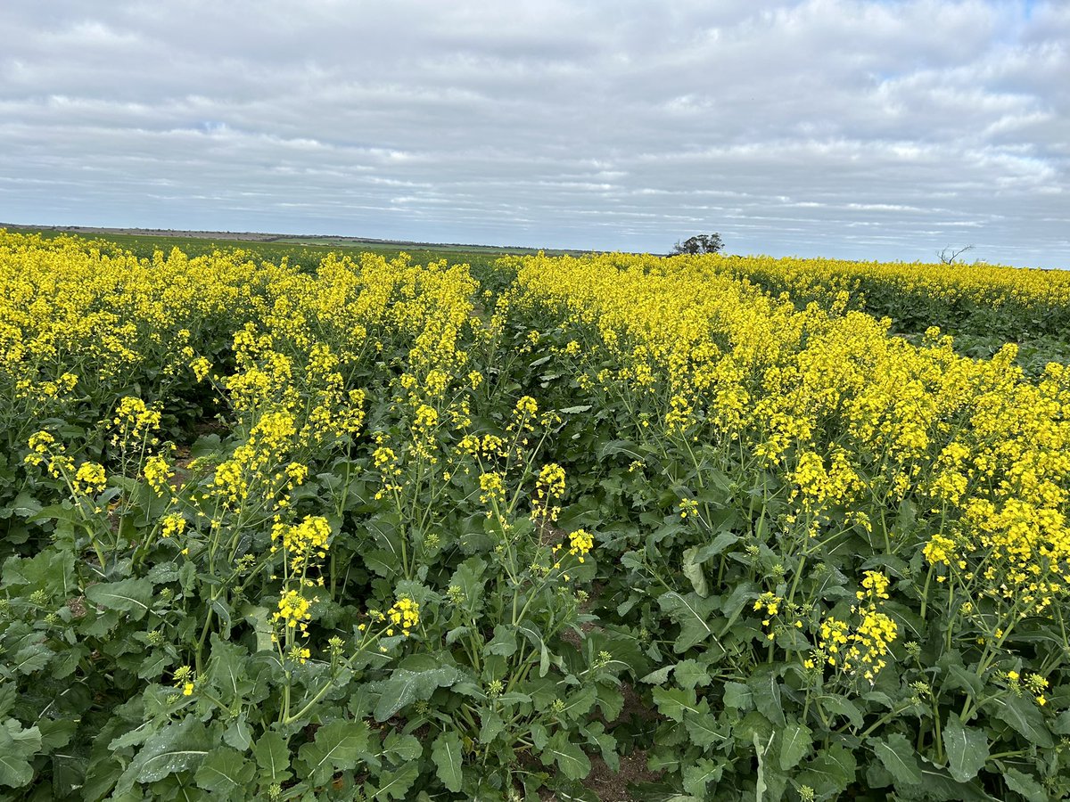 Deep sown ~7cm (Left) vs Optimal ~2.5cm (Right) sown on the 4th April (1st pic) and 5 May (2nd pic).

Canopy and phenology differences still evident at <a href="/theGRDC/">GRDC</a> <a href="/CSIRO/">CSIRO</a>  canola establishment in Mallee. 

Kind finish required to achieve &gt;4t/ha ++ in the Mallee. #retirementtarget