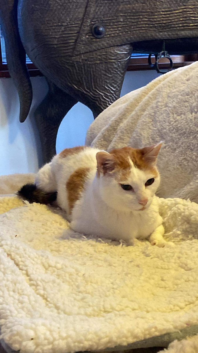 Felix Ginger Boy 🧡🧡🧡 tweet media