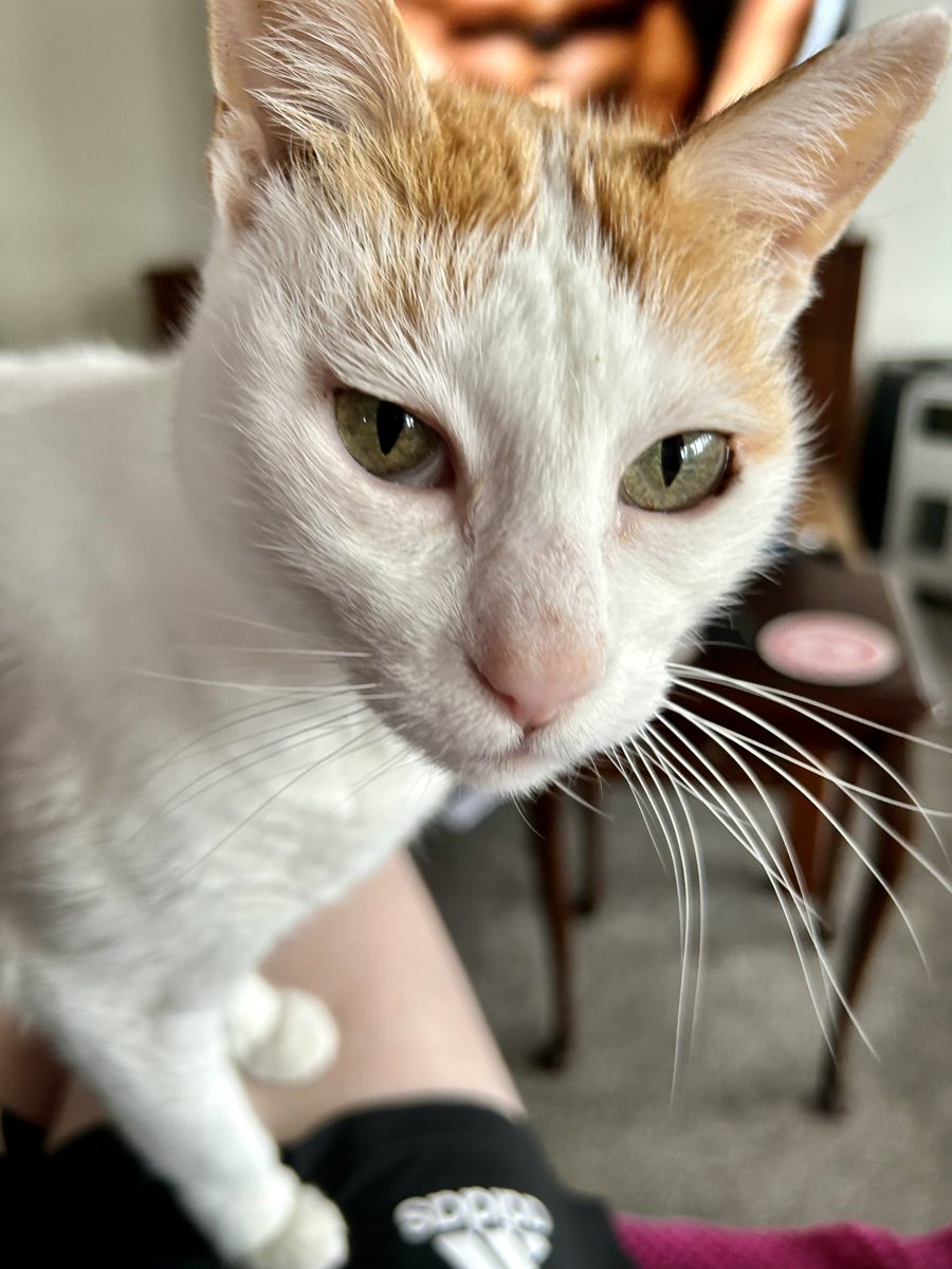 Felix Ginger Boy 🧡🧡🧡 tweet media