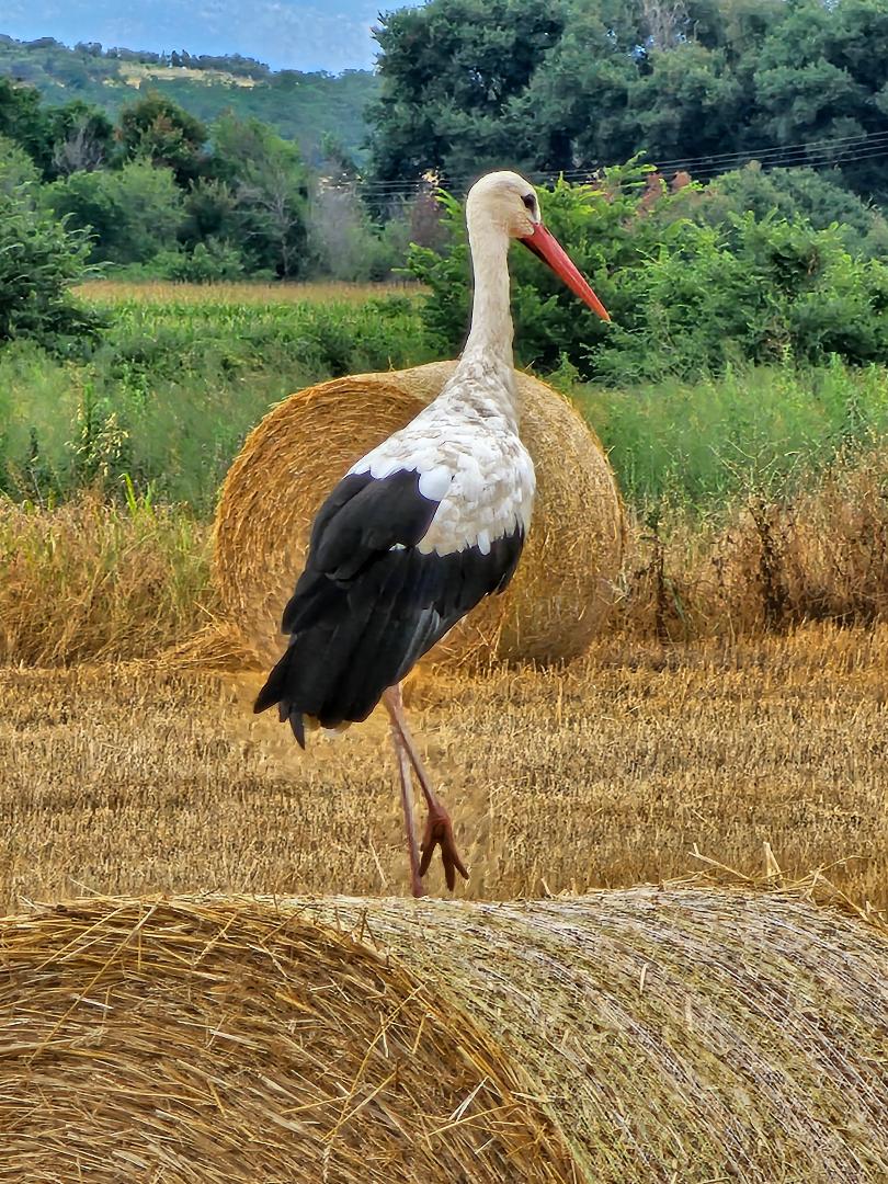 CaVassilios's tweet photo. GREECE-THRACE-XANTHI-ABDERA
A Stork on dry hay bale in Abdera!
https://t.co/37n5klwCvX https://t.co/pUql1OtW9G
