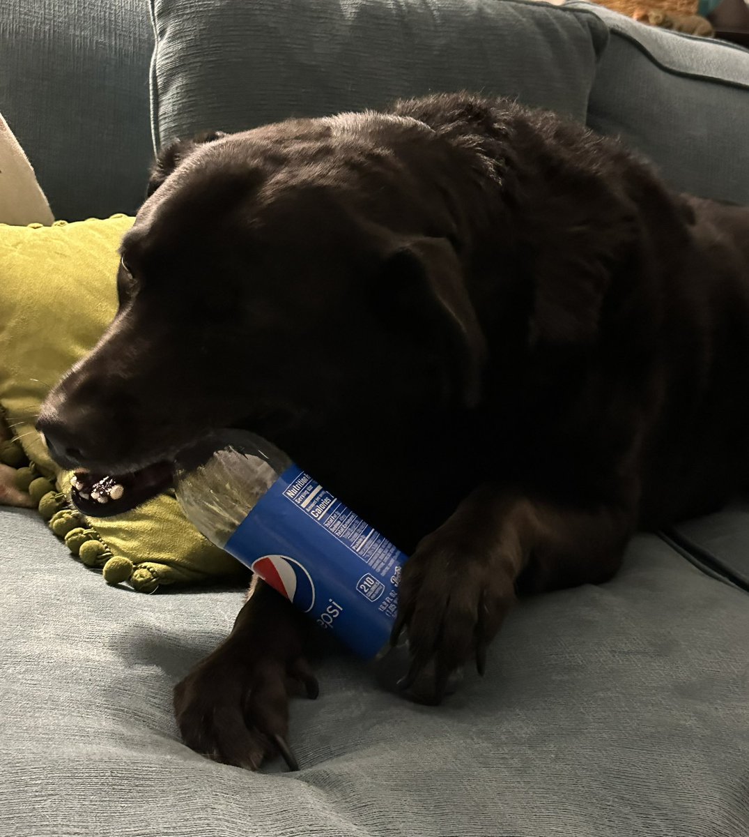 SayAnimal's tweet photo. Even my pup Max knows @Pepsi is the best!! https://t.co/EJ30oQpRHq