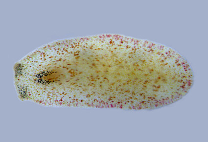 Zootaxa's tweet photo. A #Newspecies of Cycloporus from the Adriatic Sea, with an updated phylogeny of the families Euryleptidae and Stylostomidae (#Polycladida, Platyhelminthes)
https://t.co/F2Hb3KgyWX
#Taxonomy https://t.co/PZkQRtAs9o