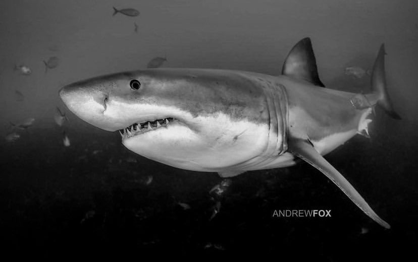 10 workshops will run during White Sharks Global 

Find out more here whitesharksglobal.com/workshops and sign up for these workshops when you register