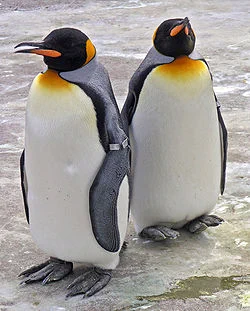 その雛コウテイペンギンっほいけどキミらキング…