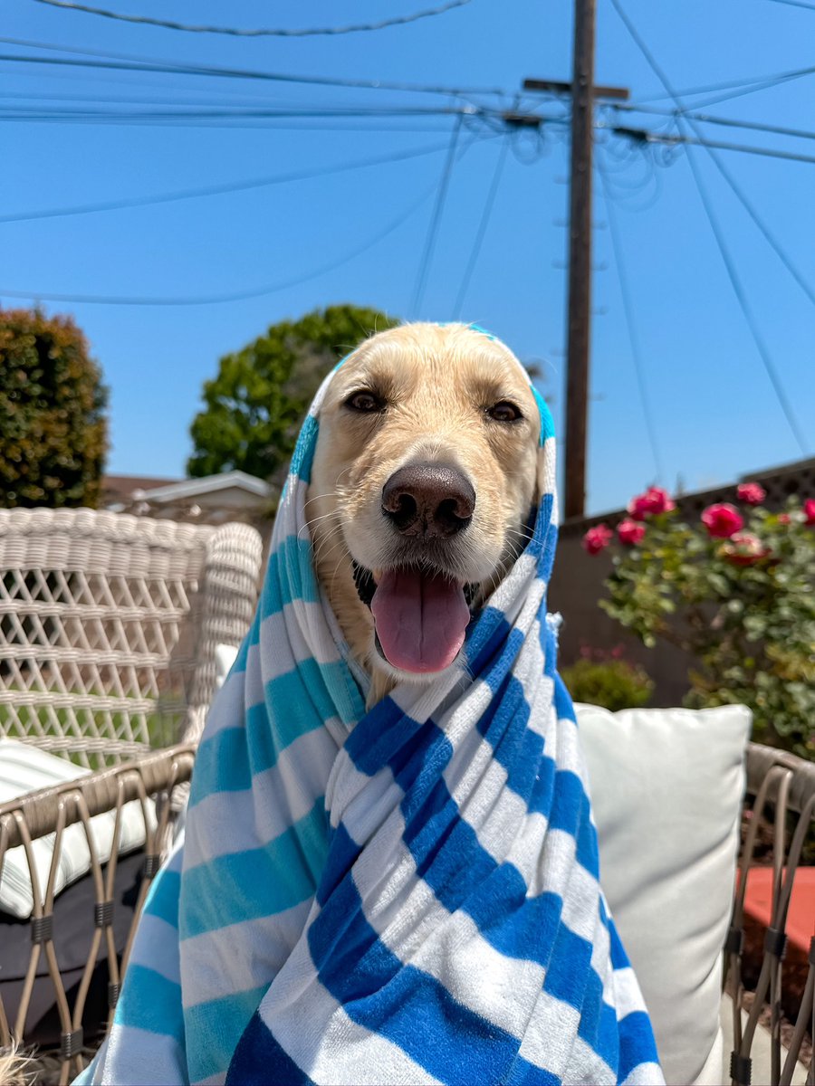 We had a heck of a weekend folks!  I hope all of you did too.

So much fun I got to take a much needed bath to prepare for the week ahead!

Anyone else get one?

#dogsoftwitter #goldenretriever