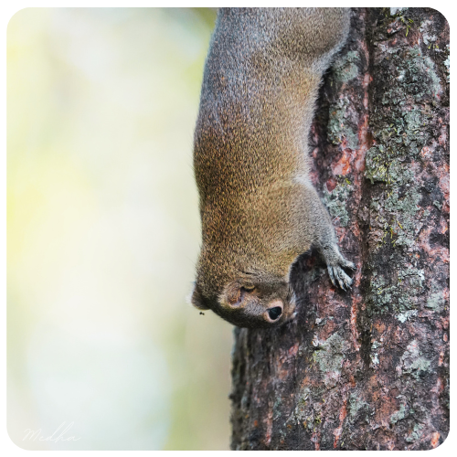 Remembering the times following an Irrawaddy squirrel or hoary-bellied Himalayan squirrel in #ManasNationalPark
#Assam