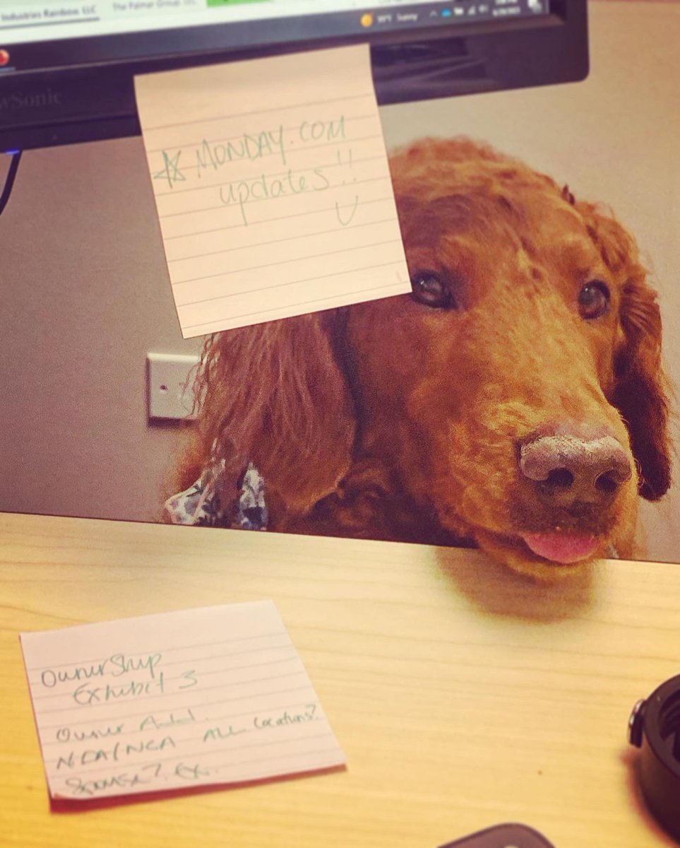 gingyelizabeth6's tweet photo. @GoldretrieverUS @DogjocksPhotos Apollo popping up in the work day with a bb #tongueouttuesday from the office
#goldenretrieverchannel #workboops #doggosoftwitter https://t.co/42f3JsitZC