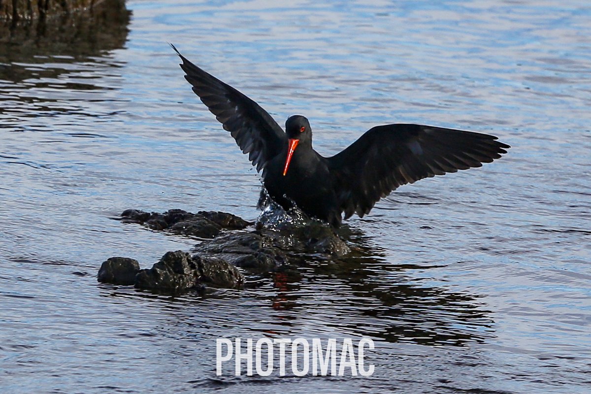 NZPhotomac's tweet photo. #NaturePhotography #wildlife #nature #birdwatching #wildlife #birds #birdphotography #TwitterNaturePhotography #BirdsOfNZ #TwitterNatureCommunity #BirdsOfTwitter #Crane #Flight #OysterCather #Shag #Warou #WelcomeSwallow https://t.co/gGCGEfJ7YG