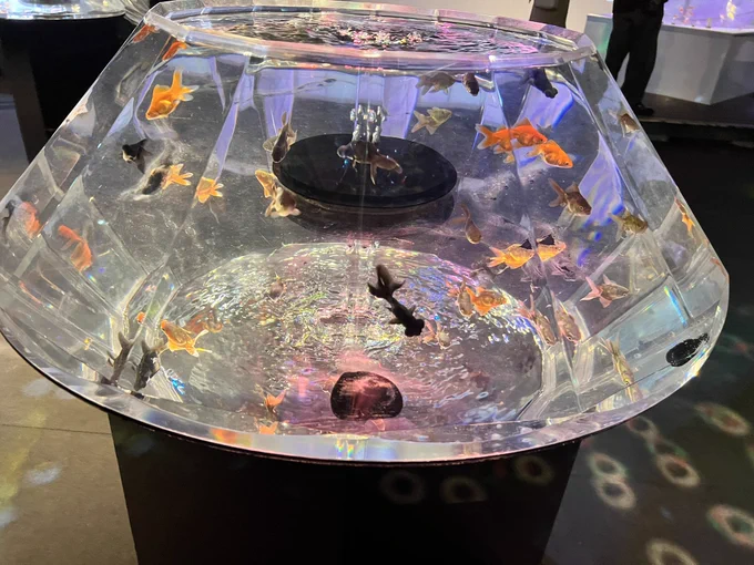 暑いのでディスコな金魚たちを見てください