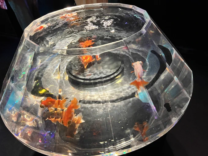 暑いのでディスコな金魚たちを見てください