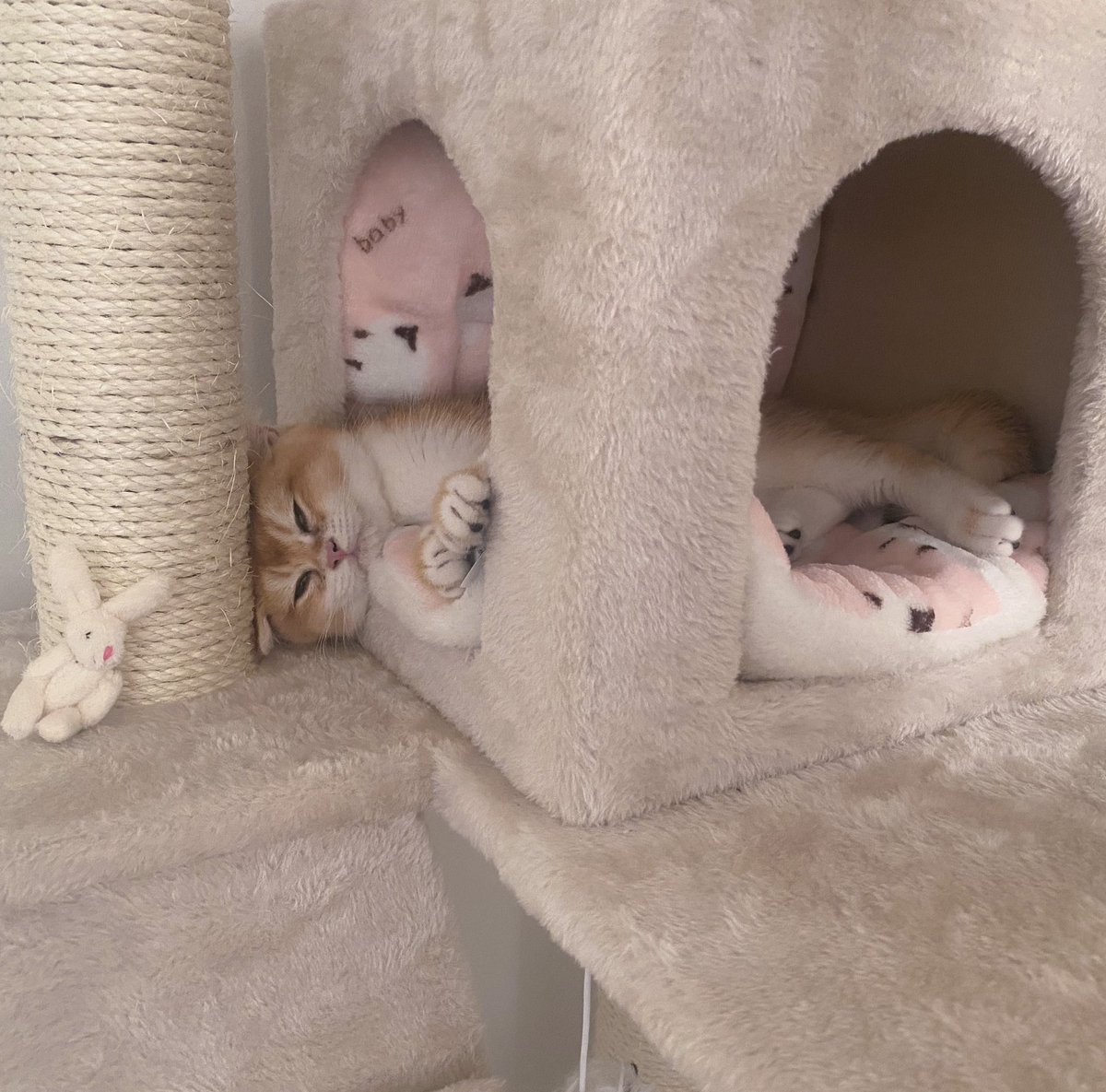 sebastian has areived 🧡