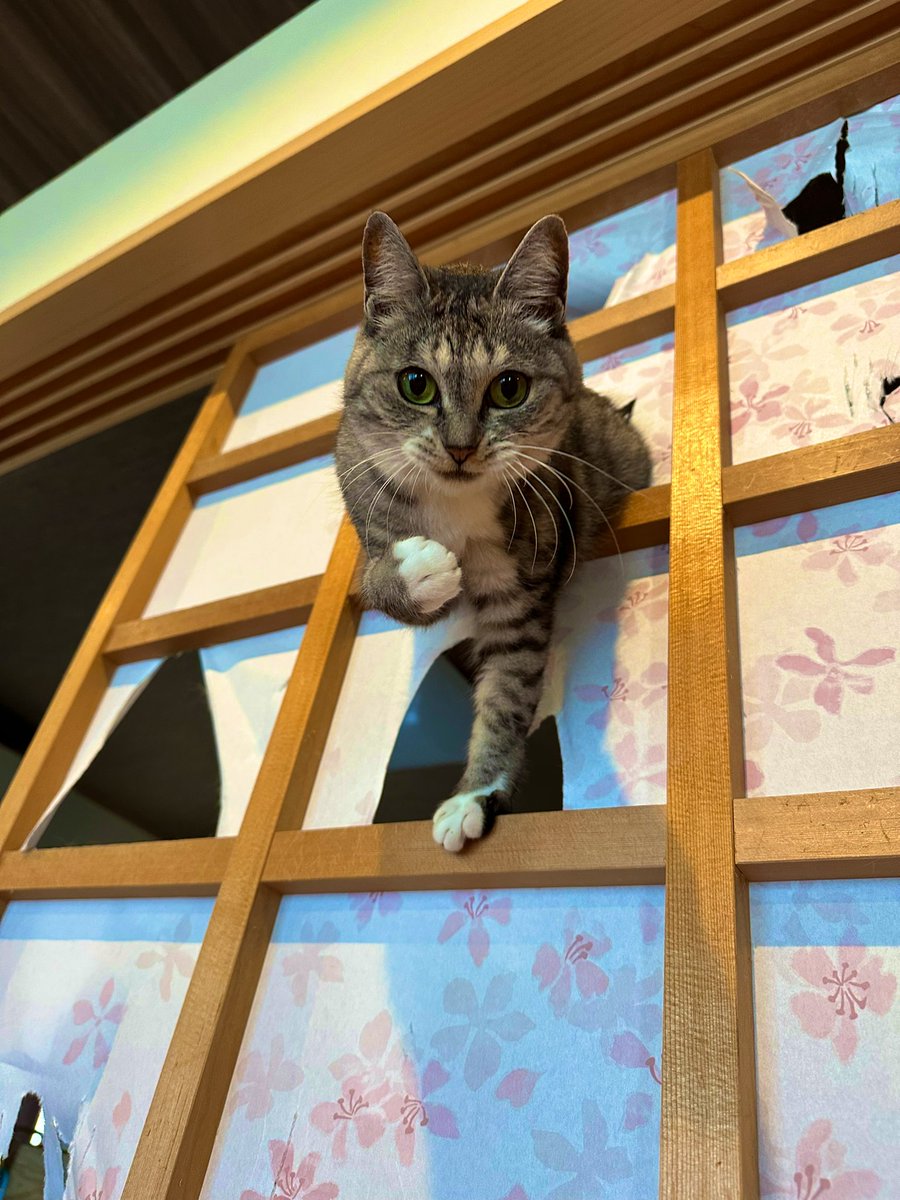 ココニャ@猫写真集、発売中! tweet media