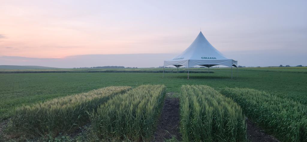 DanielPucko's tweet photo. Its field tour/Wheatstalk eve. Tomorrow is the big day @LakelandCollege 
@AlbertaGrains https://t.co/iMIfn4PzA9