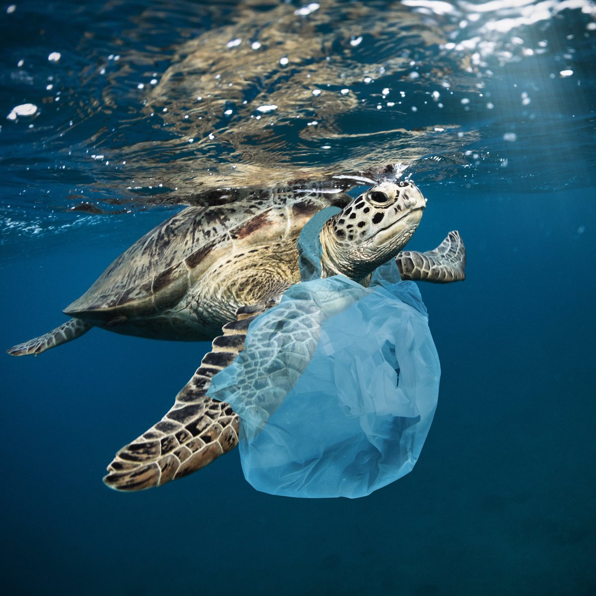 Plastic bags are only used for about 12 minutes, yet they linger for up to 1,000 years, wreaking havoc on our environment. 🌎

#PlasticFreeFuture #SustainableLiving #plastic #sandsoftime #sea #ocean #oceanlover #oceanplastics