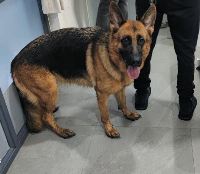 calamur's tweet image. #Pune 

Anyone you know who is heartbroken after this doggo went missing
Found on SB road

@rons1212 @aparanjape