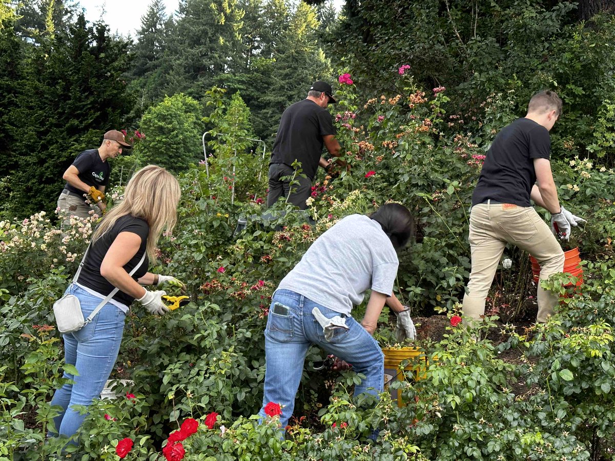 PNGRotary's tweet photo. Just finished up our annual deadheading of the roses at the Portland International Rose Garden. https://t.co/5d7PZZb8H5