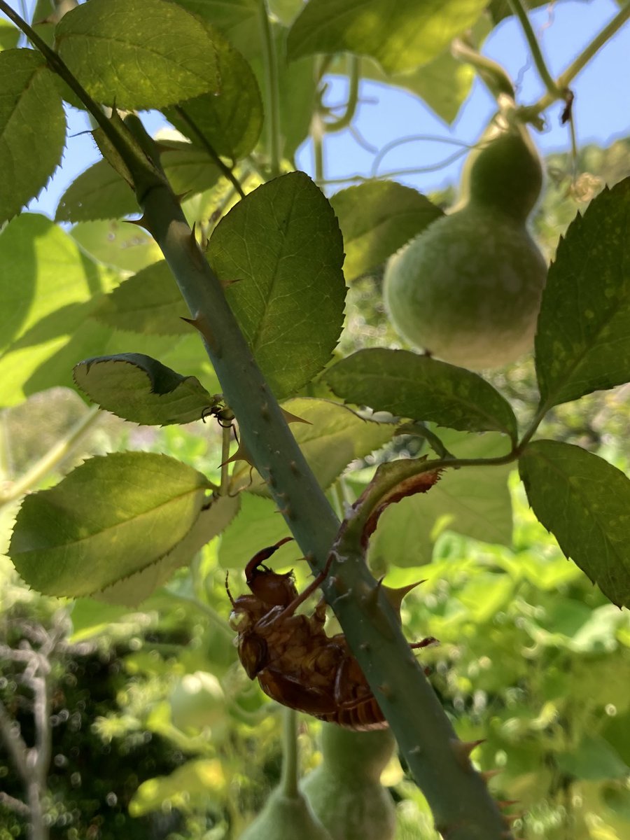 セミの抜け殻。
茨の道を通り、無事に飛びたったようだ。
