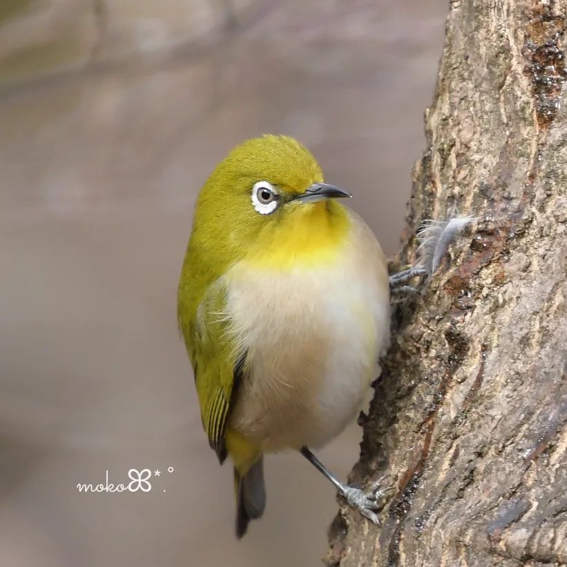 Tanaka0912_'s tweet photo. 🕊𓂃◌𓈒𓐍メジロ𓂃◌𓈒𓐍⁡
⁡.⁡
⁡.⁡
⁡.遠くの違うメジロちゃんを狙っていたら📷
この子がいつの間にか直ぐ隣の木に🐤🌳
⁡.⁡
⁡.⁡
⁡.⁡その場がお気に入りなのか⁡
⁡しばらく留まってくれました🥰⁡
⁡たくさんポージングしてくれて⁡感謝💓
⁡.⁡
⁡.⁡
⁡.⁡#メジロ
⁡.⁡#目白
⁡ https://t.co/2Nh6i3mj3t