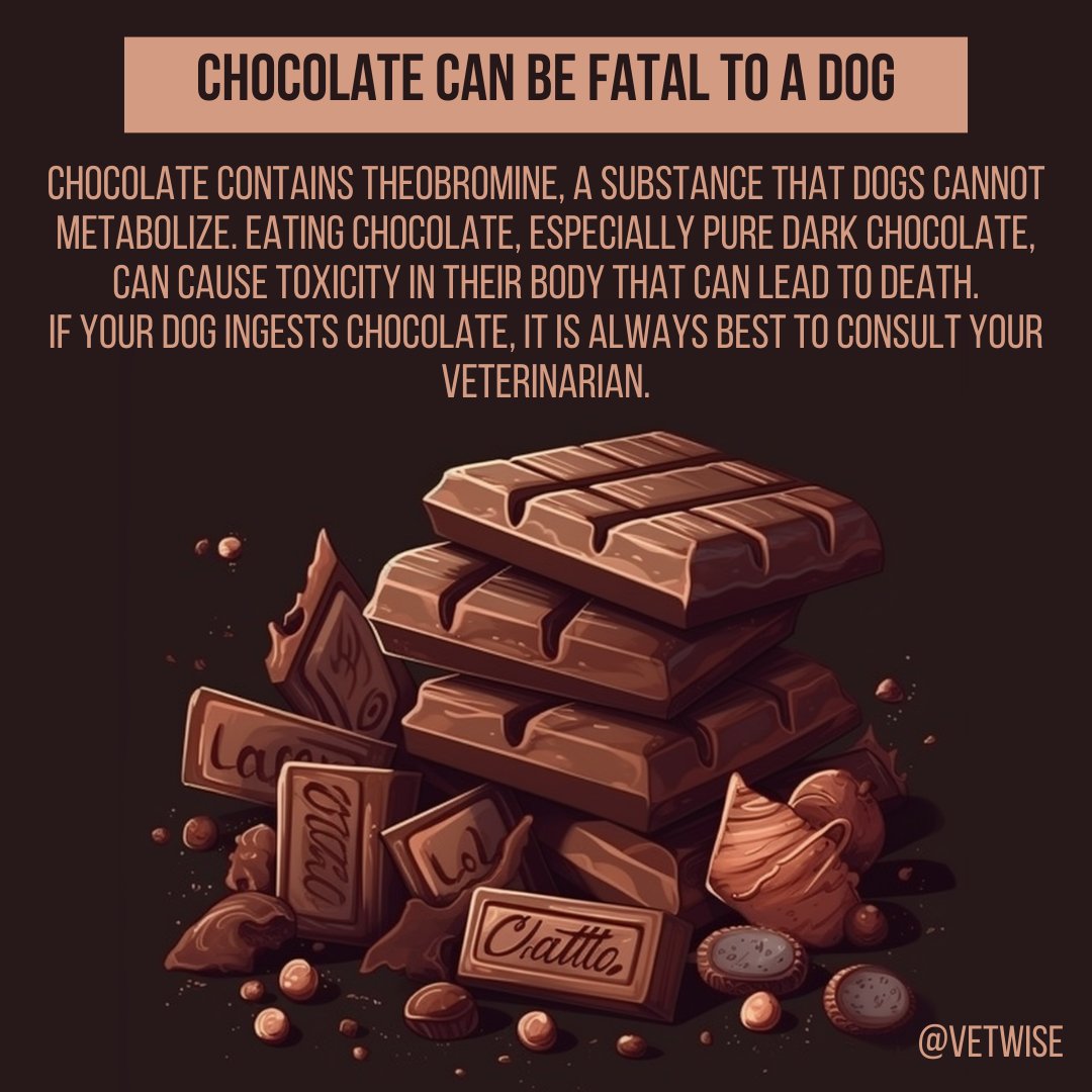 Protect your dog from the sweet trap!

Chocolate contains theobromine, a substance that dogs cannot metabolize. Eating chocolate, especially pure dark chocolate, can cause toxicity in their body that can lead to death.
#chocolate #dogs #health #veterinarian #dog #food