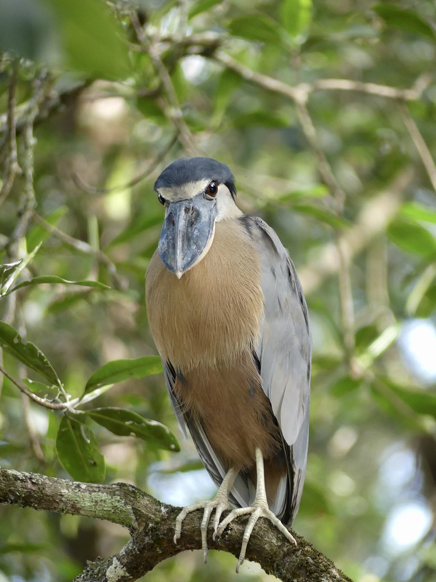 Have a terrific Tuesday! Take a moment to watch birds, birds lift our spirits & make us smile! Especially this one, Boat-billed Heron #tuesdayvibe #BirdsOfTwitter #NatureCommunity #birdwatching #Mindfulness #CostaRica #birding